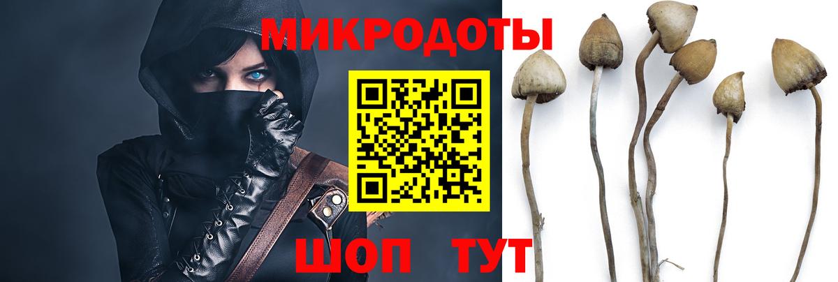 Электрогорск  Псилоцибиновые грибы прущие грибы  Вход с VPN 